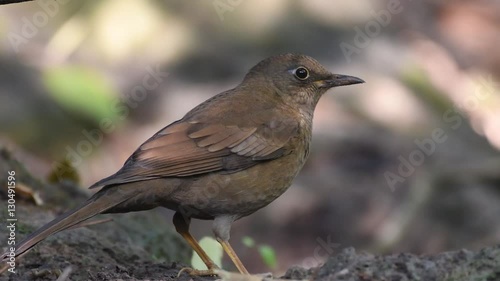 Grey-winged Blackbird photo