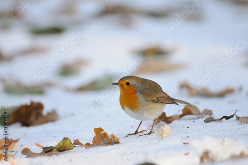 Wintering Robin walking in the snow among dry leaves