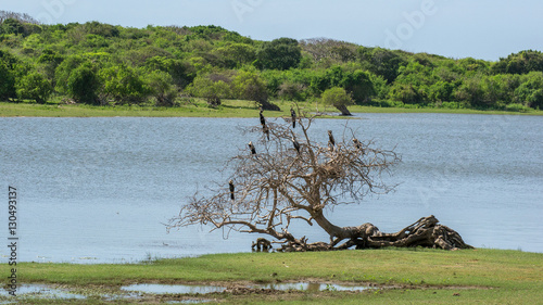Anhinga. A flock of birds sitting on a tree. A flock of rock Anhinga melanogaster in a tree near the lake in the national park Yala, Sri Lanka.