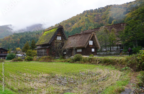 Organic rice field in the village area