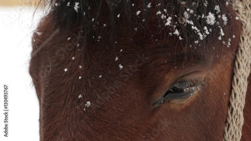 Horse brown face under snow - close-up