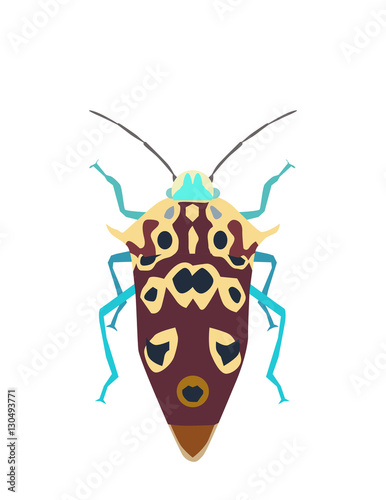 Insect on white background