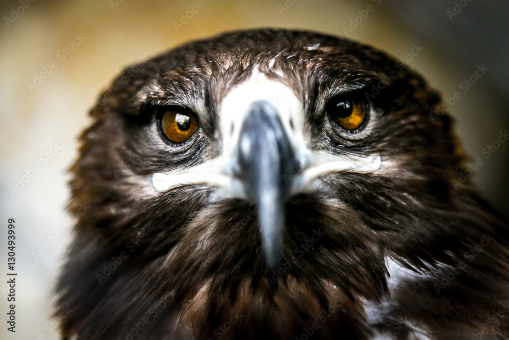 Obraz premium Extreme closeup of an Indian Eagle with Eyes in focus - very shallow depth of field