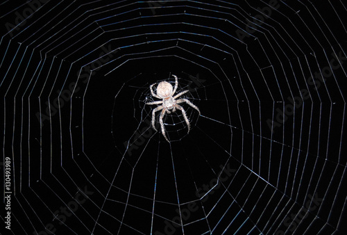 spider sits on a spider web on a black background