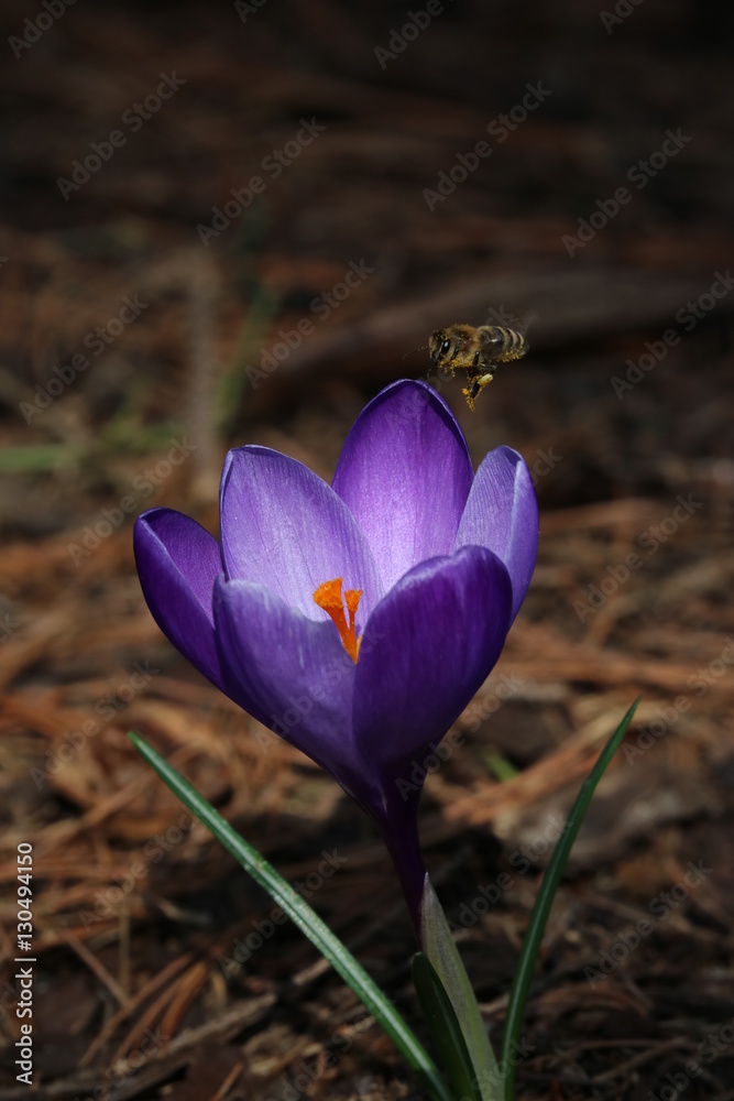 Fototapeta premium Biene und Krokus