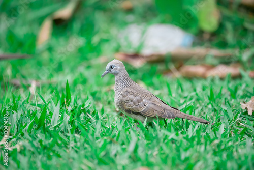 Bird grass