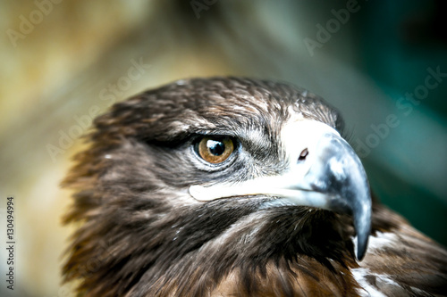 Extreme closeup an Eagle with Eyes in focus - very shallow depth of field photo