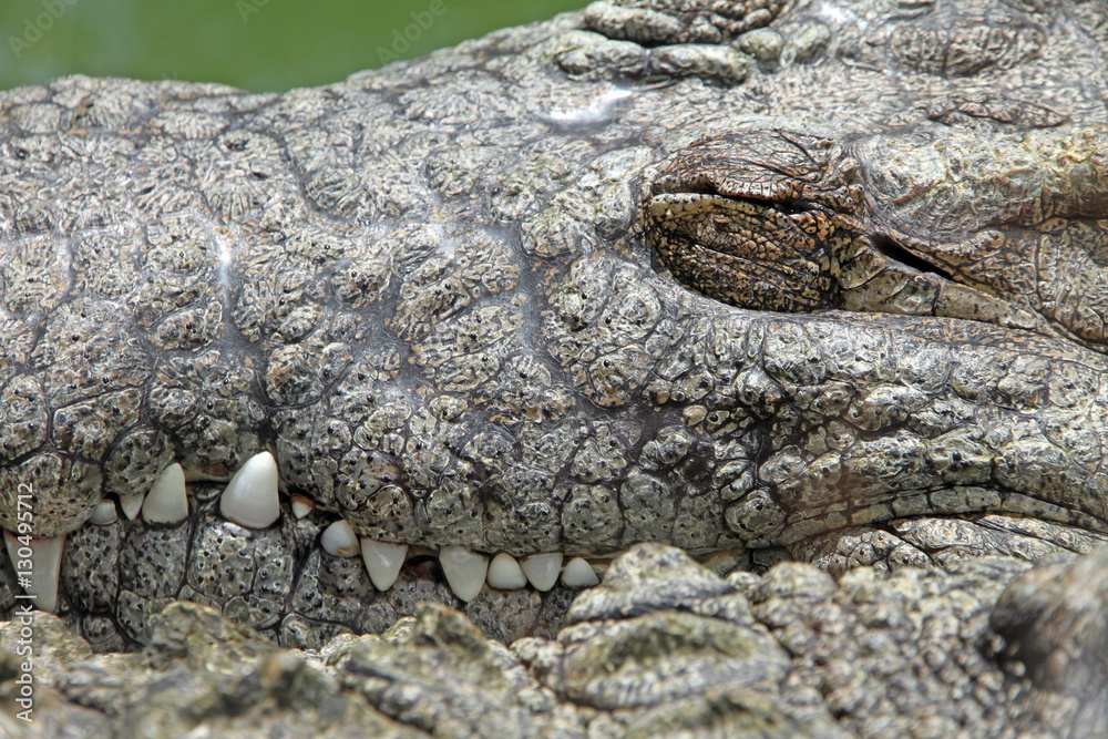 Fototapeta premium Crocodile