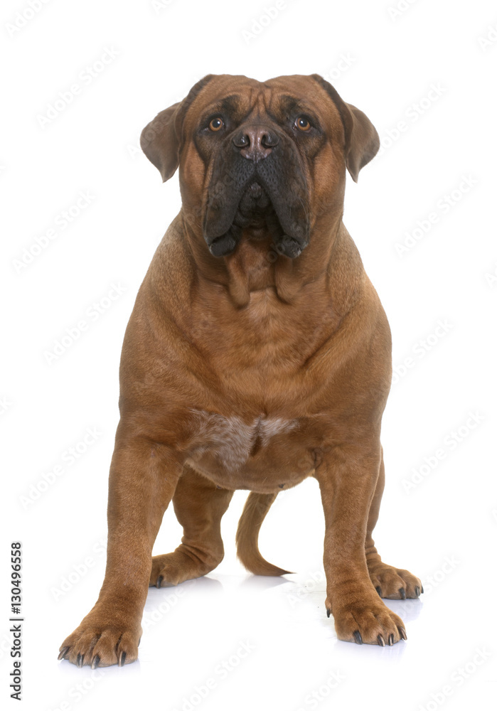 dogue de Bordeaux