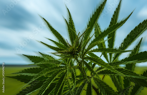 marijuana leafs isolated close- up. background cannabis drug.