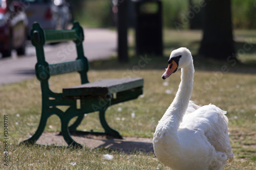 Fototapeta Naklejka Na Ścianę i Meble -  swan in a park