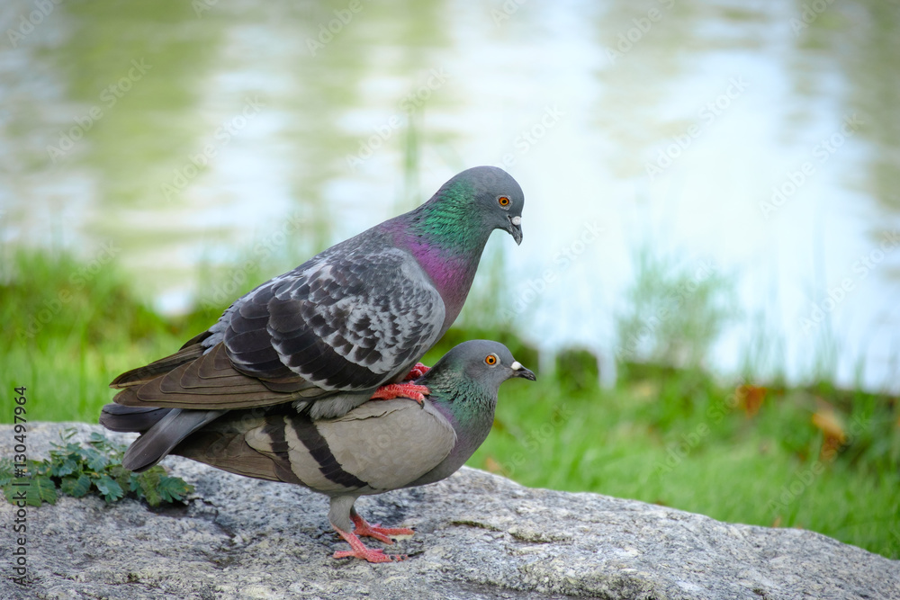 Fototapeta premium bird