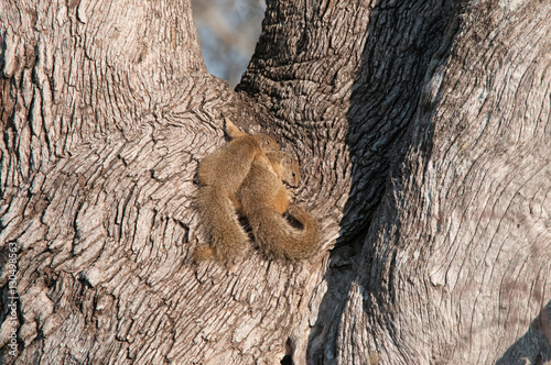 scoiattoli abbracciati su albero photo