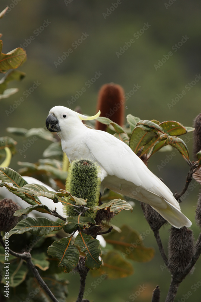 Gelbhaubenkakadu (Cacatua galerita) sitzt auf einem Busch auf Fraser Island, Queensland, Australien Gelbhaubenkakadu (Cacatua galerita) sitzt auf einem Busch auf Fraser Island, Queensland, Australien