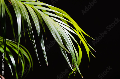 palm leaves on black background