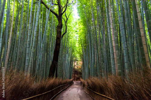 Bamboo forest at Arashiyama, Kyoto , Japan in morning.