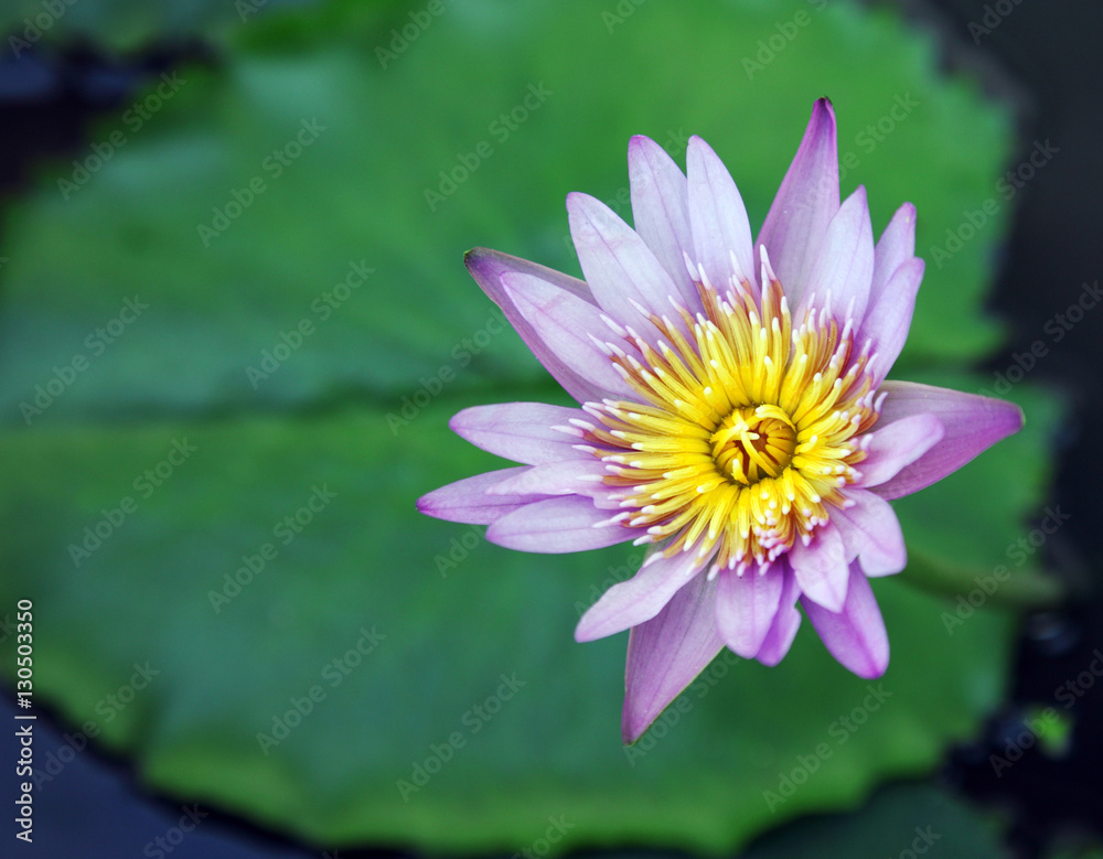 purple lotus purple lotus