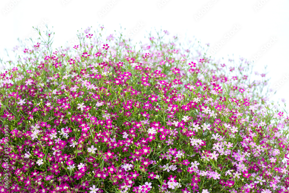 Naklejka premium closeup view of gypsophila flowers