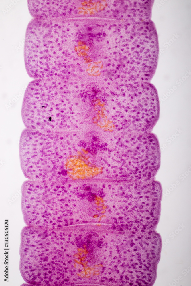 Senga Chiangmaiensis parasite on slide under microscope view. Stock ...