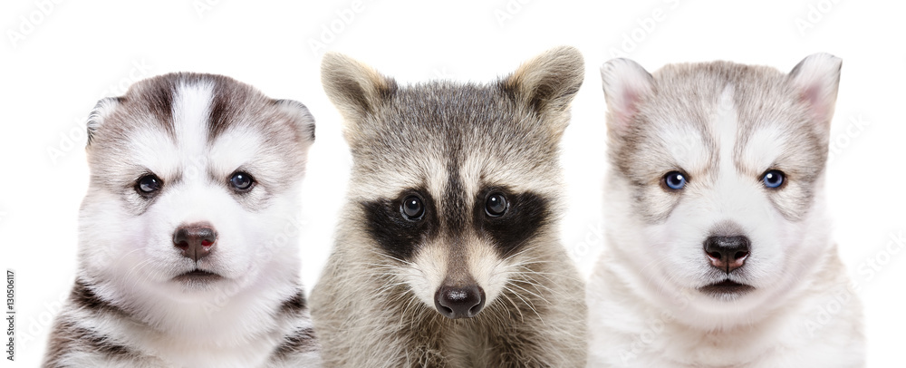 Plakat Portrait of two puppies of breed huskies and raccoon