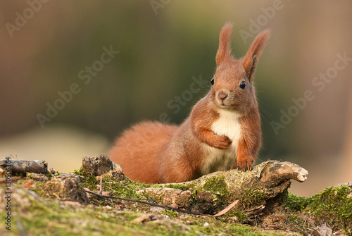 Red Squirrel (Sciurus vulgaris) © Piotr Krzeslak