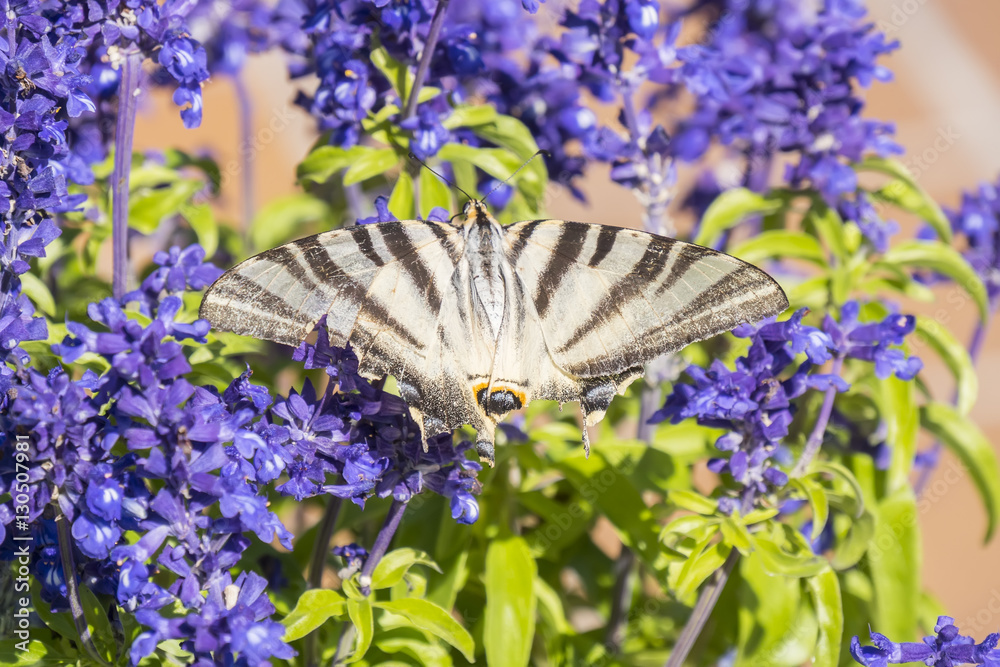 Butterfly pollinating flowers of a sage plant Butterfly pollinating flowers of a sage plant