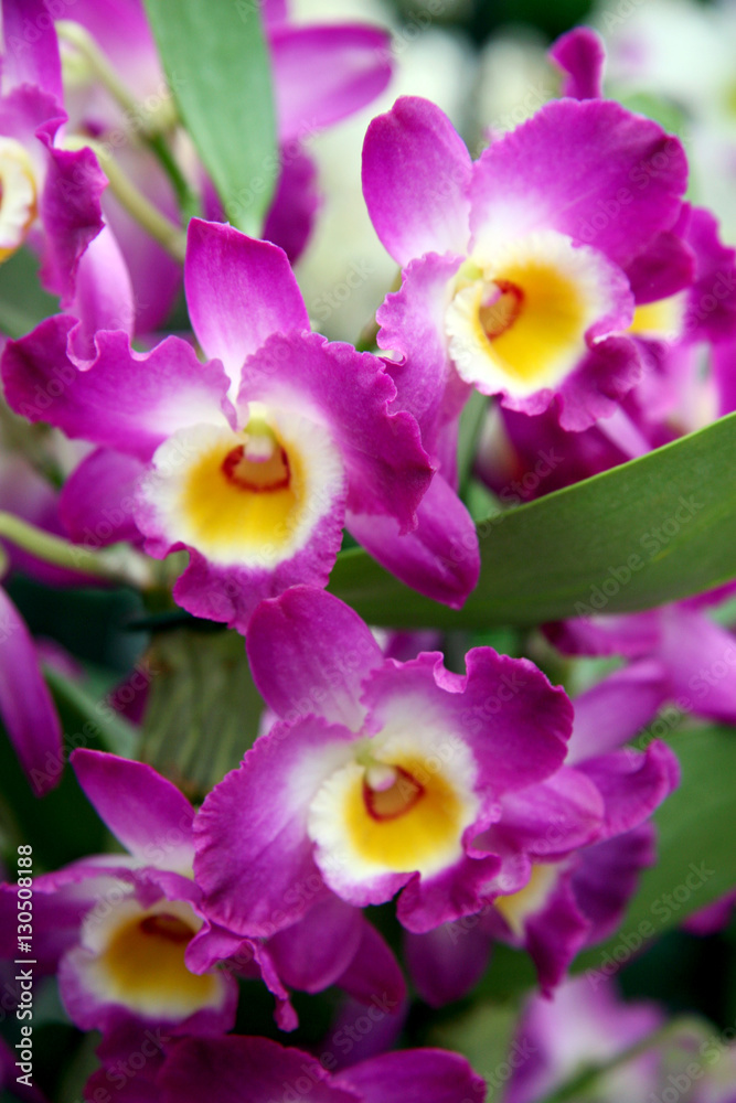 Mauve orchid / Branches of bright purple orchids Mauve orchid / Branches of bright purple orchids