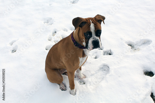 sitting boxer