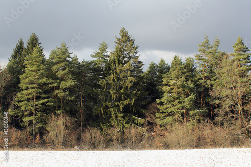 Trees in winter