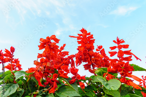 Red salvia flowers with sky