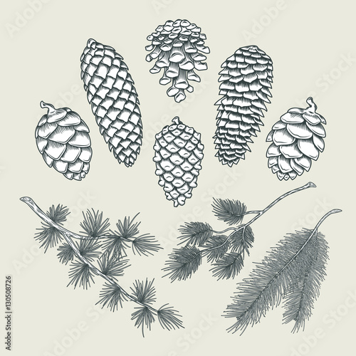 Set botanical elements - cones and branches of pine, spruce, larch