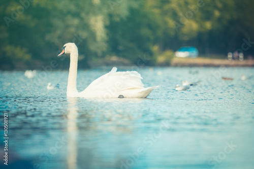 Fototapeta Naklejka Na Ścianę i Meble -  Swan