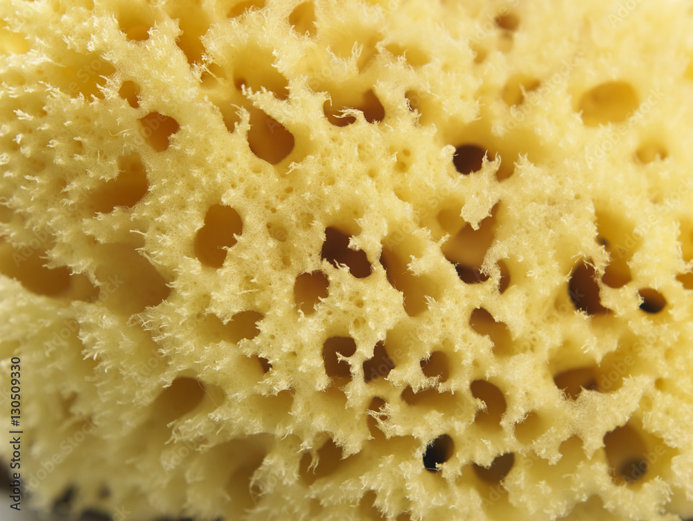 sponge