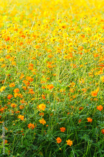 Orange cosmos garden