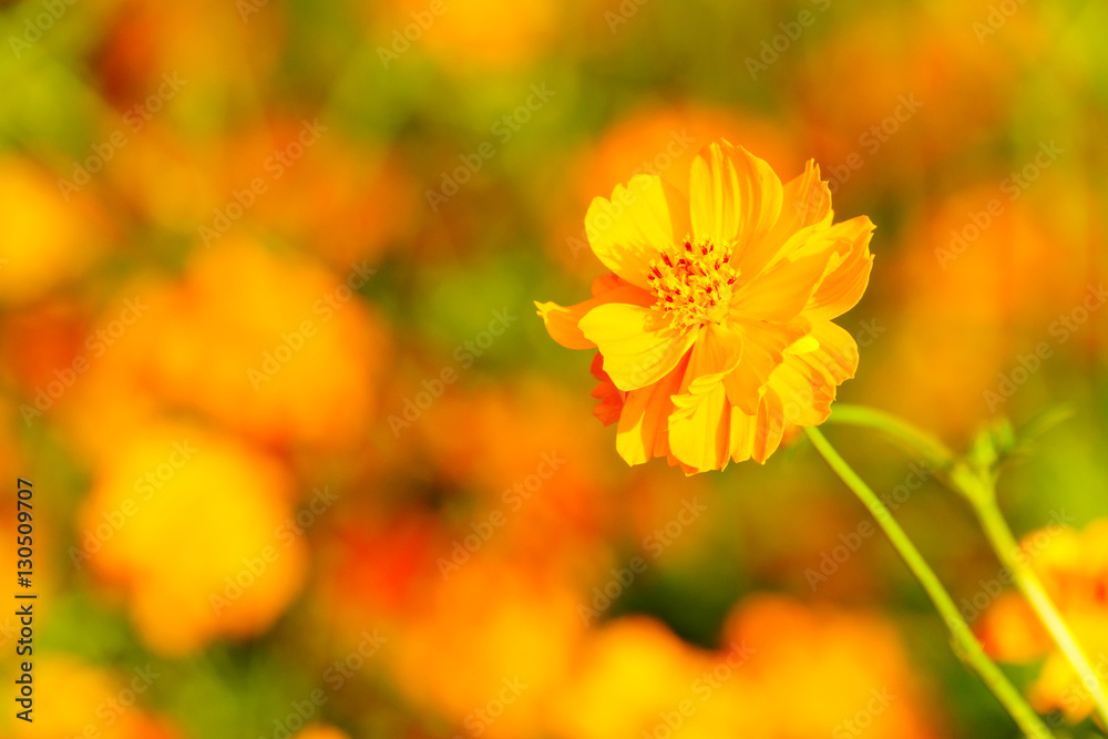 Orange cosmos flower close up Orange cosmos flower close up