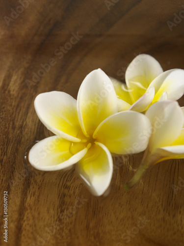 white frangipani