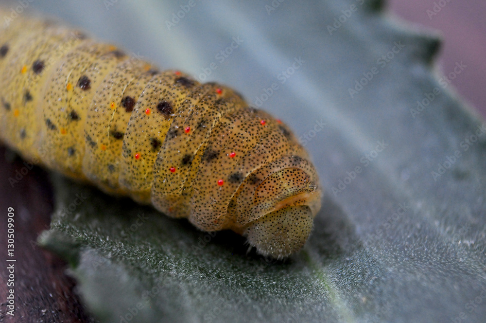 Obraz premium caterpillar on green leaf