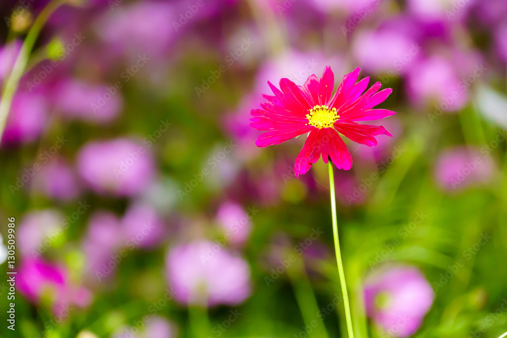 Pink cosmos in in garden close up