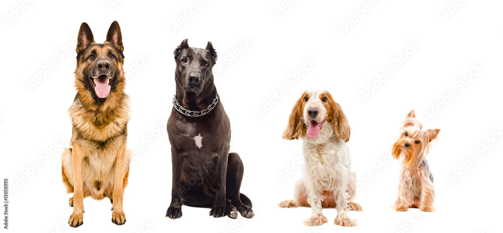 Portrait of dogs sitting together isolated on white background