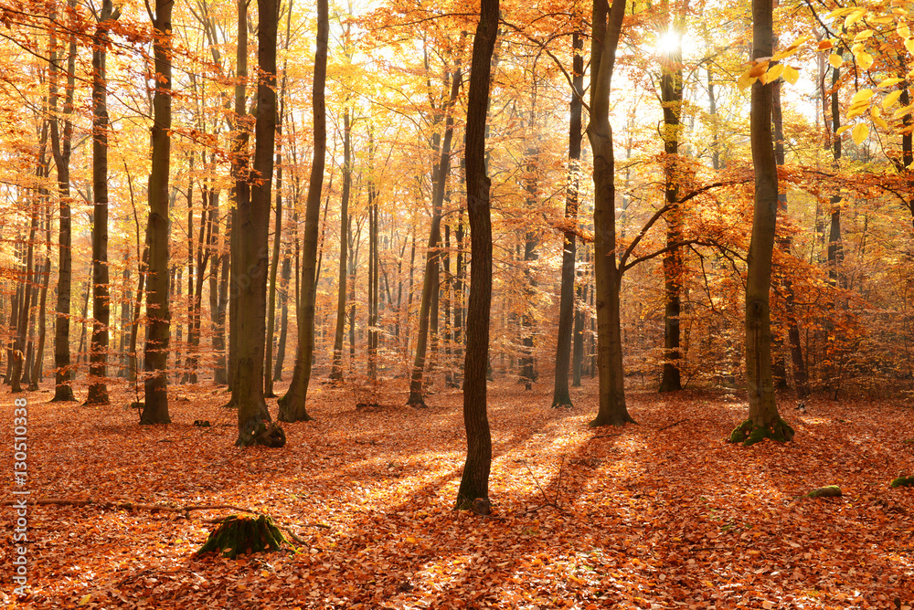 Fotografie, Obraz Autumn forest | Posters.cz