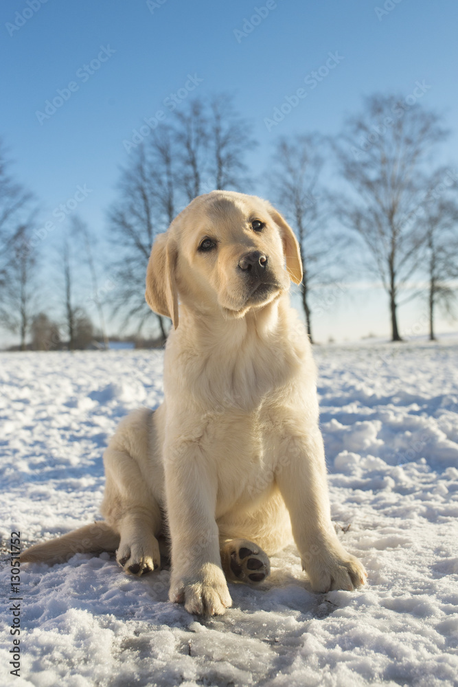 yellow winter puppy portrait