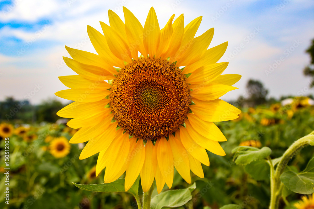 Close Up of beautiful sunflower in field. Close Up of beautiful sunflower in field.