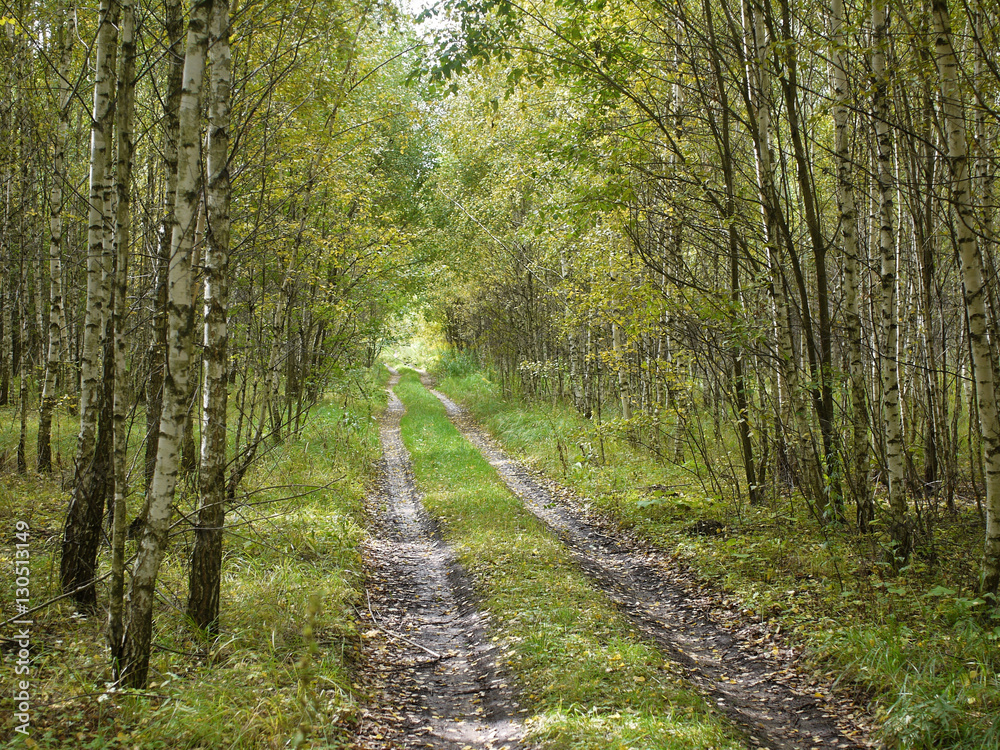 Fototapeta premium Forest Road