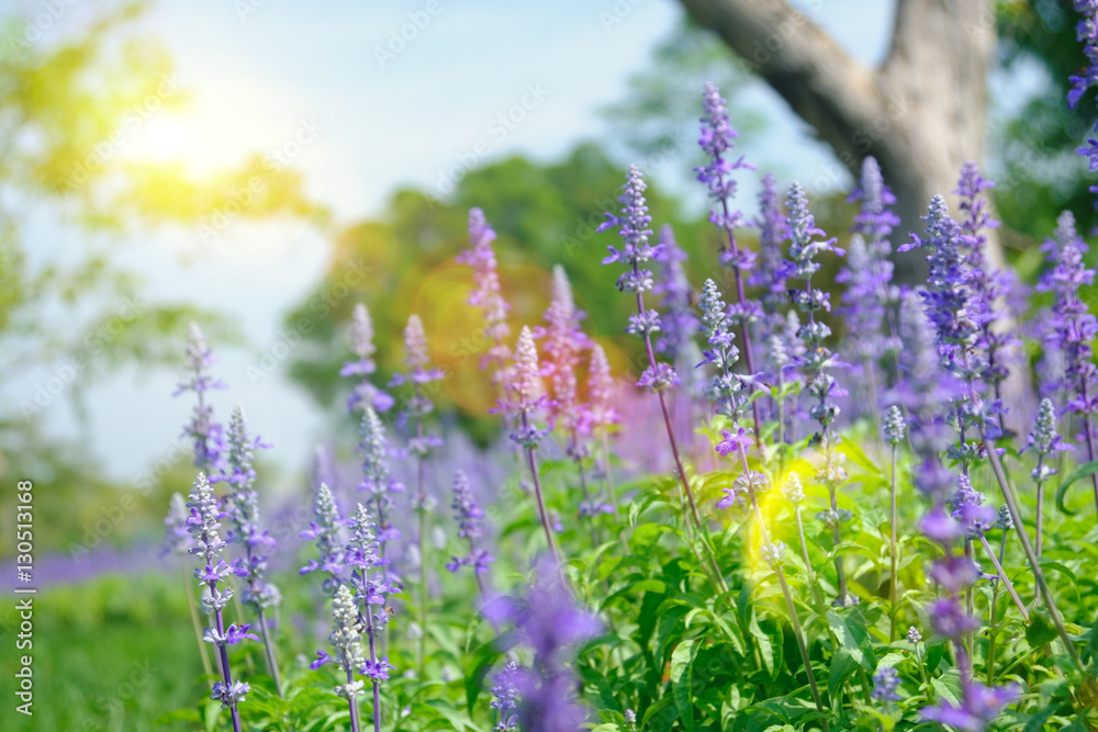 Obraz premium Lavender flowers blooming in a field during summer with selective focus and blurry background with Sun light effect.