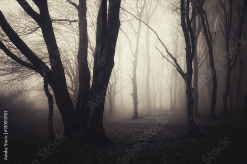 Dark nature scenery. Forest landscape with spooky old twisted trees in dense fog. Halloween atmosphere