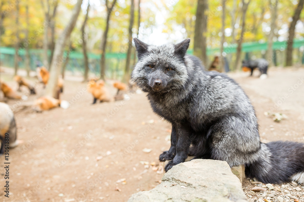 Naklejka premium Cute black fox