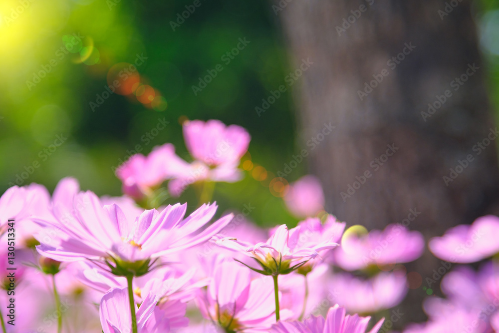 sun lighting flare effect. cosmea flower under sunlight  with selective focus and blurry background.