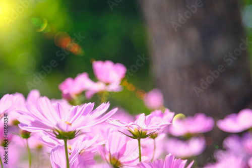 sun lighting flare effect. cosmea flower under sunlight  with selective focus and blurry background.