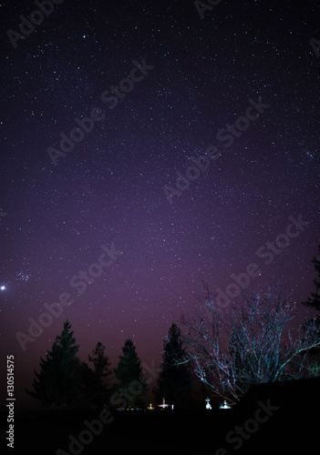 starry night sky with trees © Andrii
