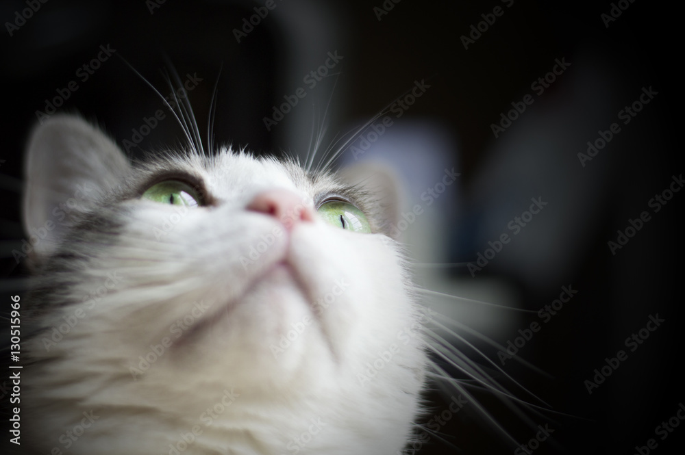 portrait of a white cat looking upwards